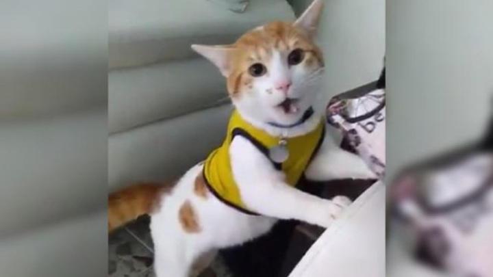 El felino incluso viste la camiseta de su selección para apoyar con todo a los cafeteros.