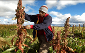 En 2017 Bolivia exportó alrededor de 31.500 toneladas de quinua.