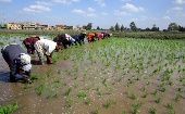 Los agricultores de África oriental se enfrentan a las sequías e inundaciones.