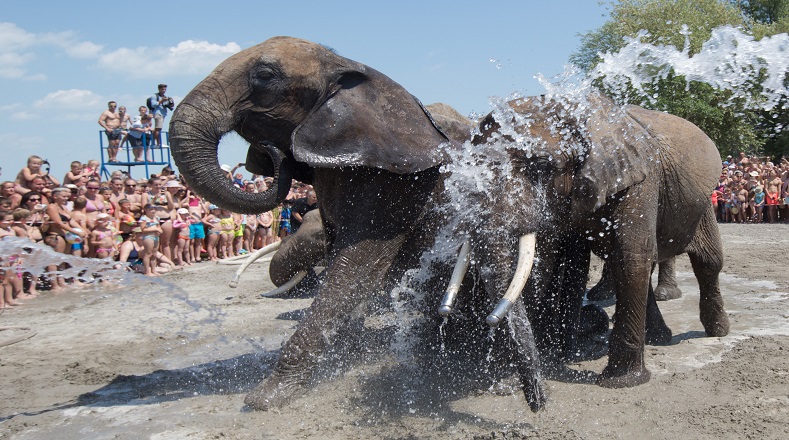 Todos los 12 de agosto de cada año se celebra el Día Internacional del Elefante, esta fecha empezó a tener relevancia gracias a la canadiense Patria Sims y a la  Fundación de Reintroducción de los Elefantes y busca visibilizar la compleja situación que atraviesan estos mamíferos. 