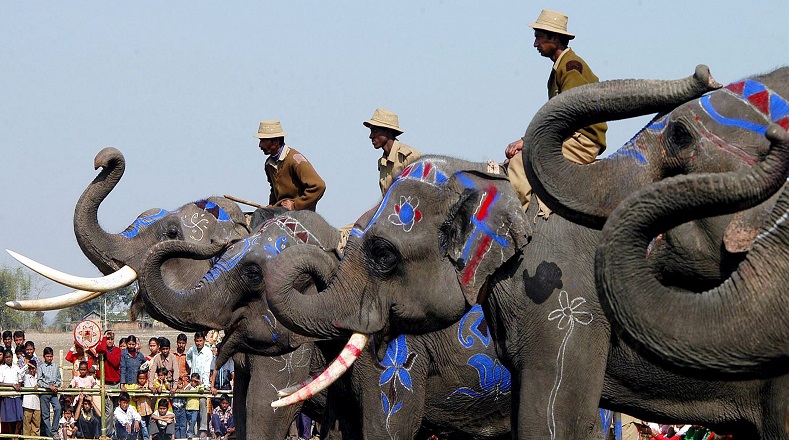 En el caso de los elefantes asiáticos India, Vietnam y Myanmar prohibieron la captura de estos animales para convertirlos en domésticos, pero en Myanmar continúa la captura de la especie para utilizarlos de animales de carga en la industria de la madera, con fines turísticos o para el comercio ilegal. 