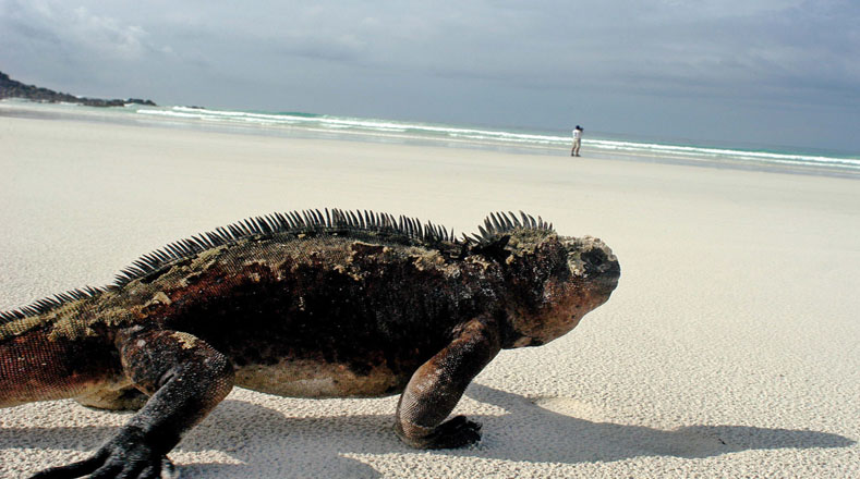 Una iguana marina camina por la playa Tortuga Bay del Parque Nacional Galápagos en Ecuador.