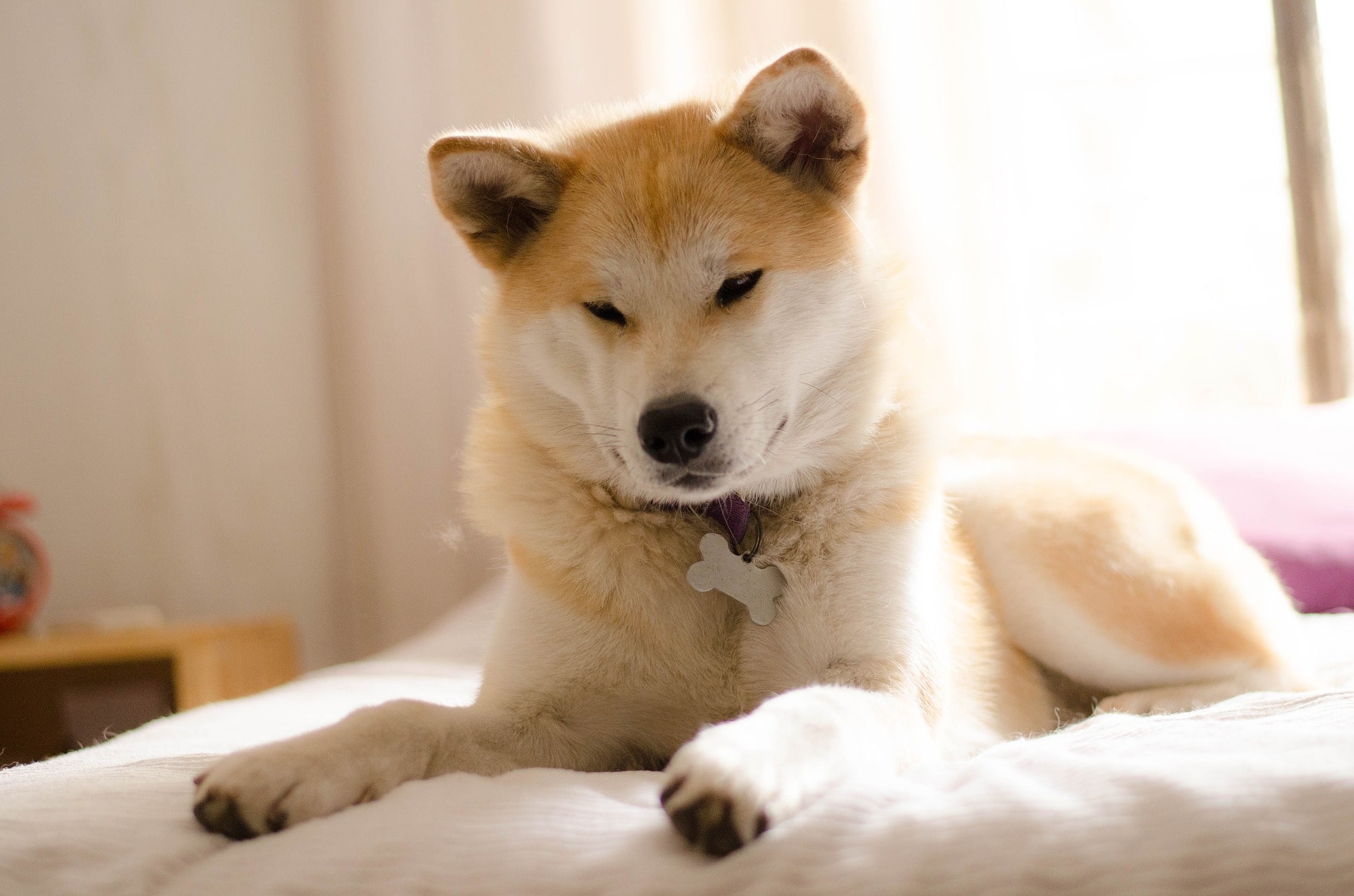 El perro llamado Beni hace varios esfuerzos para repetir con claridad las palabras japonesas.