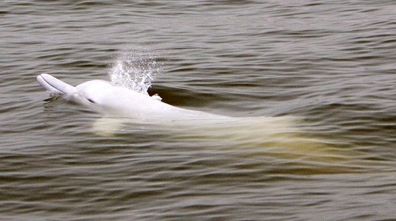 Delfín chino de río: Su hábitat era en los ríos pero la caza excesivas y descontrolada por el ser humano impidió la migración de los delfines. En 2007 desapareció el último ejemplar.