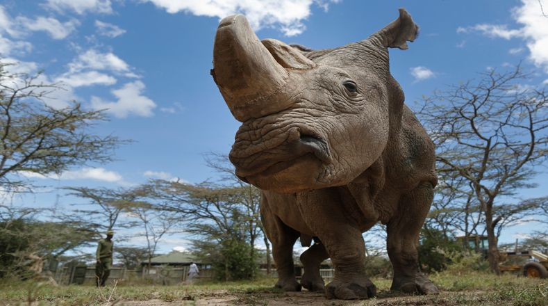 Rinoceronte macho blanco: Extinto en 2011, era una de la mayor de las cinco especies de rinocerontes. El último ejemplar, de nombre Sudán, murió en la reserva keniana de Ol Pejeta.