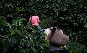 Los caficultores exigen un precio digno al café en los mercados internacionales, en relación a la labor que realizan día a día.