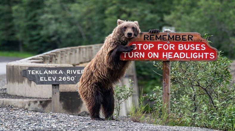 Un oso grizzly en Alaska cuida de la seguridad de los conductores.
