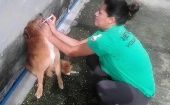 Así atienden activistas de Misión Nevado a mascotas en Venezuela