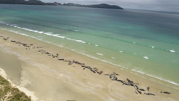 Las autoridades neozelandesas atienden cerca de 85 varamientos de ballenas y delfines por año.