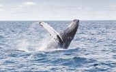 Japón caza unas 600 mil ballenas al año en el océano Austral y en el norte del Pacifico.