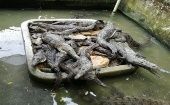 La operación rancheo permitió el crecimiento del 250 por ciento de la población del caimán aguja en Colombia. 