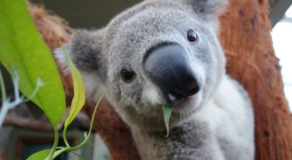 Koala - WWF-Australia, Koala