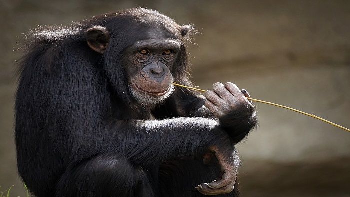 Según los estudios, los chimpancés de esa comunidad han incluido nuevas herramientas para triturar alimentos duros como caracoles.