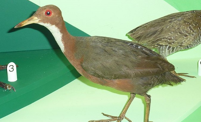Indian Ocean's Last Surviving Flightless Bird Repeats Evolution | News |  teleSUR English