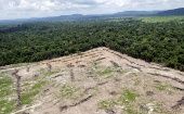 El Instituto Nacional de Investigación Espacial brasileño certifica que la tala ha arrasado con 6.833 kilómetros cuadrados de bosque en el último año. 