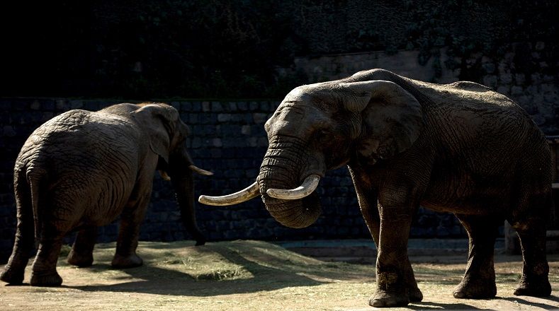 Los elefantes son originarios de África y Asia. Son los mamíferos más grandes del mundo y tienen el período de gestación más largo: 22 meses. Además, estos gigantes de la selva son vitales para el ecosistema y la biodiversidad. 