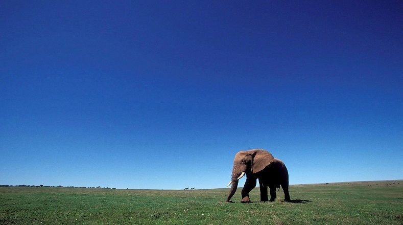 Dave Augeri, biólogo y director de conservación en Elephant Family, aseveró que "este comercio continúa, aumenta y se expande geográficamente. Es considerable".