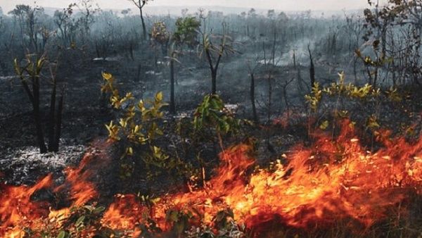 El incremento de la deforestaciÃ³n para fines comerciales, legales e ilegales, han ocasionado que este aÃ±o ocurrieran 71.497 focos de incendios en la AmazonÃ­a brasileÃ±a.