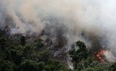 Las áreas forestales en la Amazonía han disminuido entre un 20 y un 30 por ciento en comparación con los últimos 12 meses.