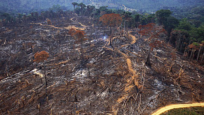 Según el Instituto Nacional de Pesquisas Espaciales, la tala de árboles en la Amazonía brasileña se ha duplicado desde el año 2018 al 2019.