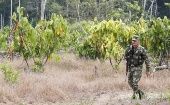 El Ejército colombiano se encuentra desplegado en Catatumbo, para controlar la erradicación forzada de cultivos. 