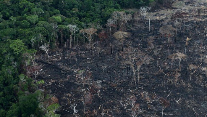 El estudio alerta sobre la pérdida de 4.567 kilómetros cuadrados de la selva del Amazonas en los últimos diez meses.