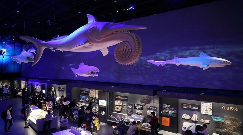 Entre los ejemplares más visitados del Museo se encuentra el tiburón ballena de más de nueve metros y la ballena blanca de ocho metros.
