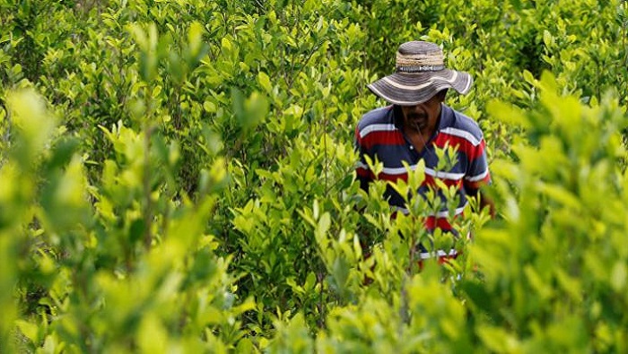 Entre 2018 y 2019, la superficie cultivada con coca en Bolivia se incrementó en 2.400 hectáreas.