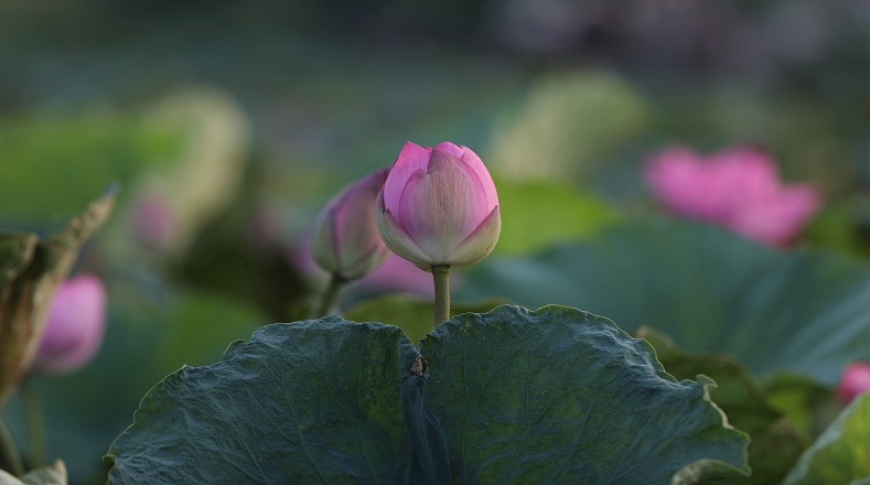 Flor de loto: qué es, significado, concepto, características