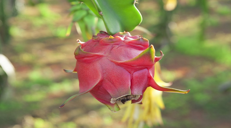 La pitahaya es una planta cactácea, es decir, una especie de cáctus y es resistente a periodos de sequías.
