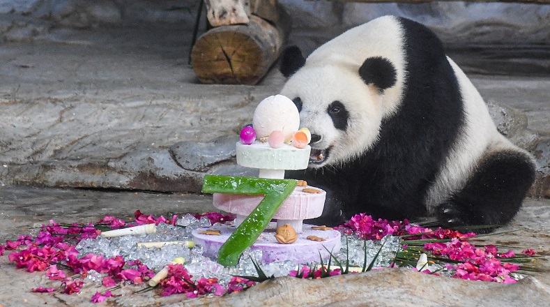 El oso panda u oso panda gigante, cuyo nombre científico es Ailuropoda melanoleuca es un mamífero nativo de China.