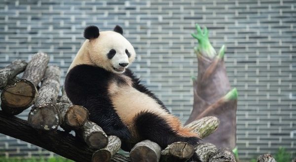 El oso panda como símbolo de la necesidad de cuidar la biodiversidad