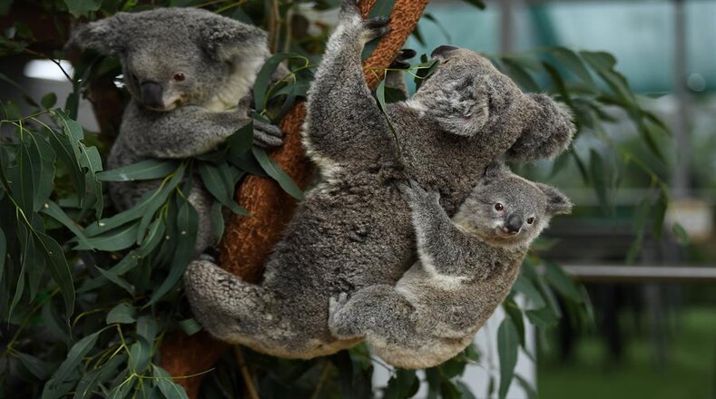 Contrario al parentesco con los osos a los que muchos lo asocian, el koala pertenece a la familia de los marsupiales, integrada también por canguros y los wombats. 