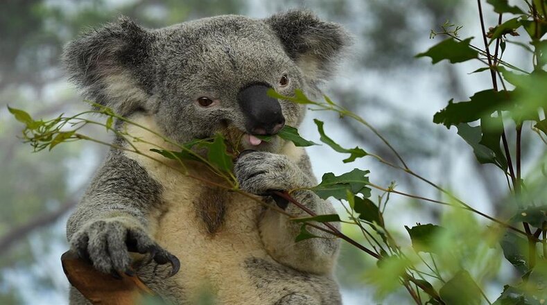 Conocidos como koala bears por su parecido a los osos de peluche, los koalas son animales herbívoros y comen únicamente las hojas de eucalipto.