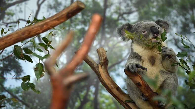A pesar de ser animales perezosos, los koalas pueden correr a la velocidad de los conejos.