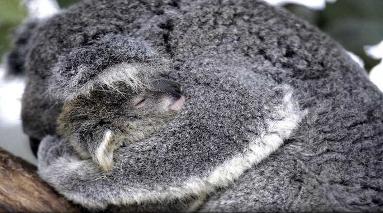 Los bebés koalas permanecen dentro de la bolsa de su madre hasta los seis meses. Estos nacen sin visión ni audición, empleando para ubicarse el olfato y el tacto.