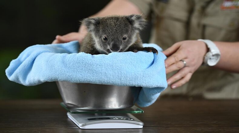 El koala fue catalogado en 2012 como especie vulnerable bajo una ley de conservación australiana. Según estimaciones de la Australian Koala Foundation Exis que quedan en la naturaleza tan solo 43.000 de ellos.