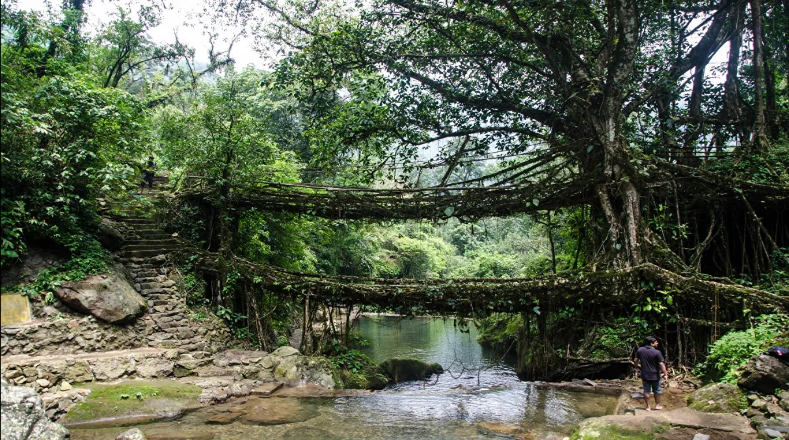 Megalaya y Negaland en la India, son dos lugares que tienen hermosos puentes de raíces son lanzadas del árbol caucho hacia el otro lado de río o abismo. Se cuenta que estos puentes pueden tardar hasta 15 años en formarse y que pueden soportar has 50 personas.