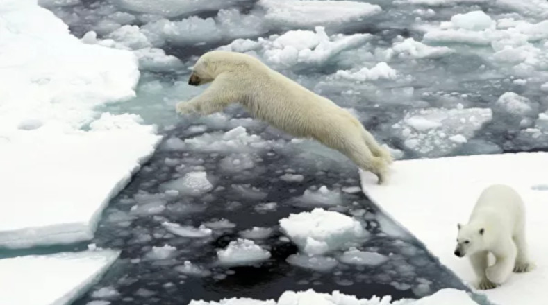 La mayor amenaza que enfrentan actualmente los osos polares es el derretimiento del hielo marino producto del cambio climático. Lo que pareciera un juego para ellos, es en realidad la perdida de su hábitat.  