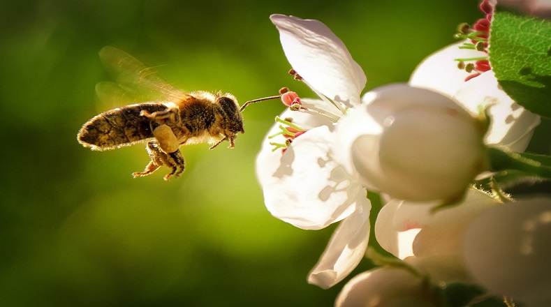 No todas producen miel. Son las abejas melífera quienes lo hacen, que solo engloban nueve de las 20.000 especies documentadas.
