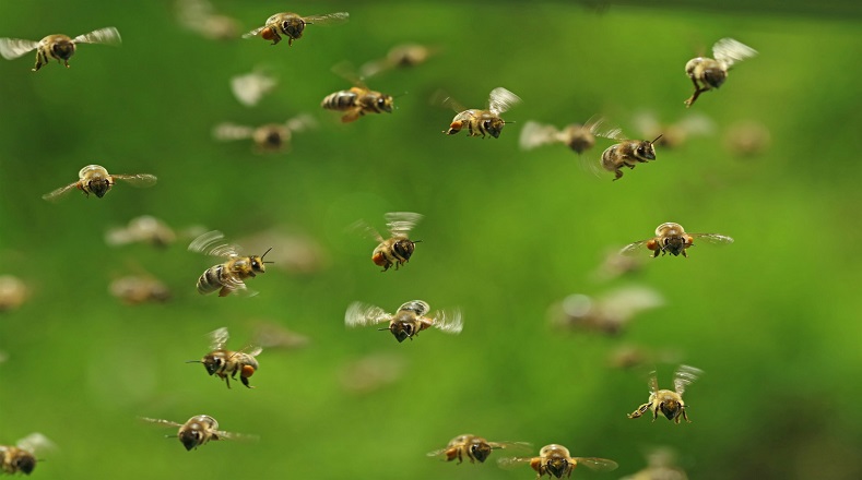 Las abejas suelen comunicarse mediante danzas o por la percepción de los olores y son capaces de emitir una serie de sonidos para relacionarse.