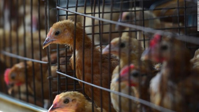 La gripe aviar ha afectado a diversos países, entre ellos Rusia, Francia, Bélgica, China y Corea del Sur.