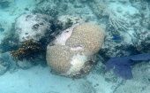 Cuando los pedazos de coral se desprenden y se acumulen en el arrecife, esto impide el crecimiento de nuevos corales.