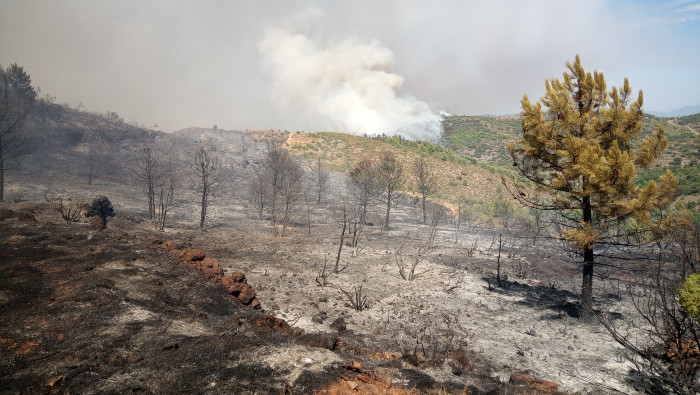 De las 657.988 hectáreas incendiadas este año en la Unión Europea, 245.061 hectáreas corresponden a la nación española.