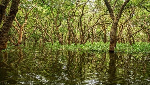 Unesco explica que los manglares son “ecosistemas singulares, espectaculares y prolíficos que se encuentran en el límite entre la tierra y el mar. Estos ecosistemas extraordinarios contribuyen al bienestar, a la seguridad alimentaria y a la protección de las comunidades costeras de todo el mundo”.