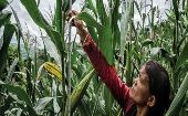 La FAO dijo estar centrada "en la trasformación de nuestros sistemas agroalimentarios para hacerlos más eficientes, inclusivos, resilientes y sostenibles".