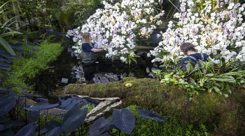 El invernadero Princesa de Gales del jardín botánico Kew Gardens, en el oeste de Londres, este sábado 4 de febrero hasta el 5 de marzo,  inaugura su 27ª edición del Festival de la Orquídea haciendo hincapié en la rica biodiversidad de Camerún.