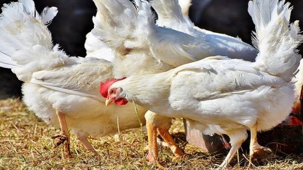 Este tipo de gripe afecta principalmente a las aves domésticas y es considerada altamente mortal, de acuerdo con la OMS. 