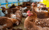 Medios locales alertan que la gripe aviar se convirtió en una amenaza al abastecimiento de huevos en un contexto de alza de los precios.