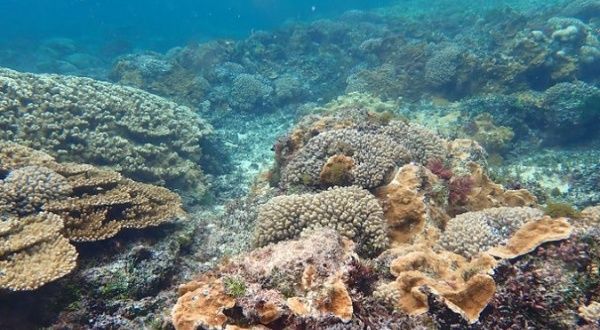 Climate Change Could Cause Disease to 77 Pct of Corals by 2100 | News ...